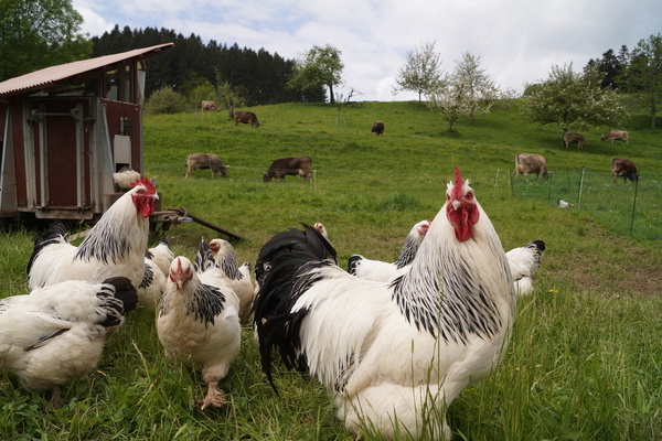 Auf den Weiden geht es tierisch zu  Melcherhof